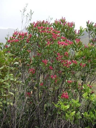 Cunonia 12