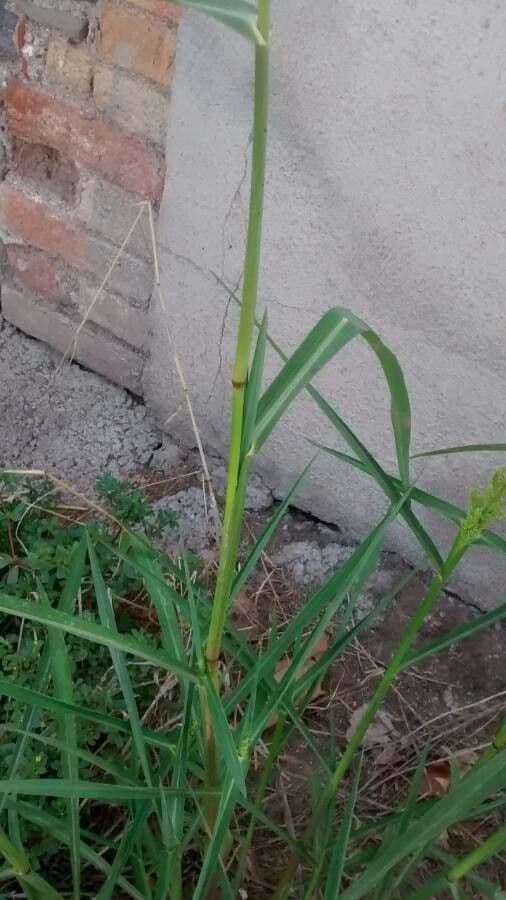Giavone comune 25