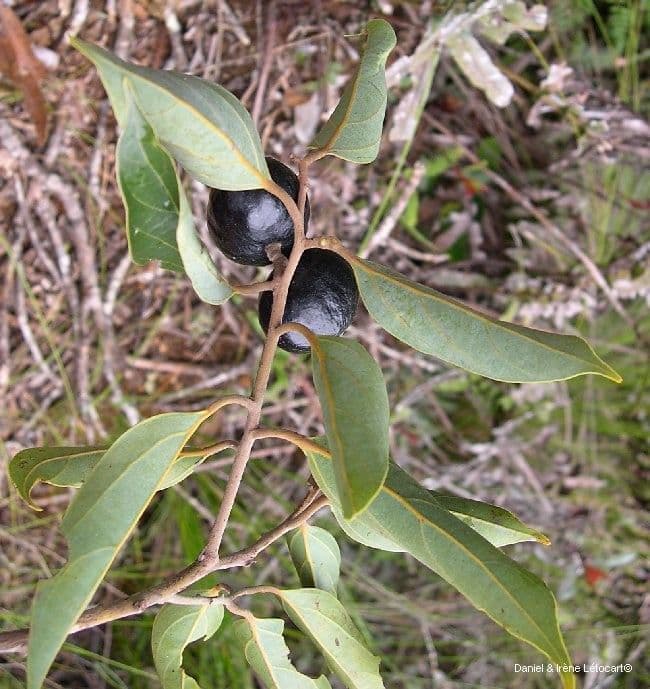 Cryptocarya 9