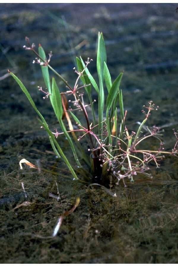 Alisma gramineo 7