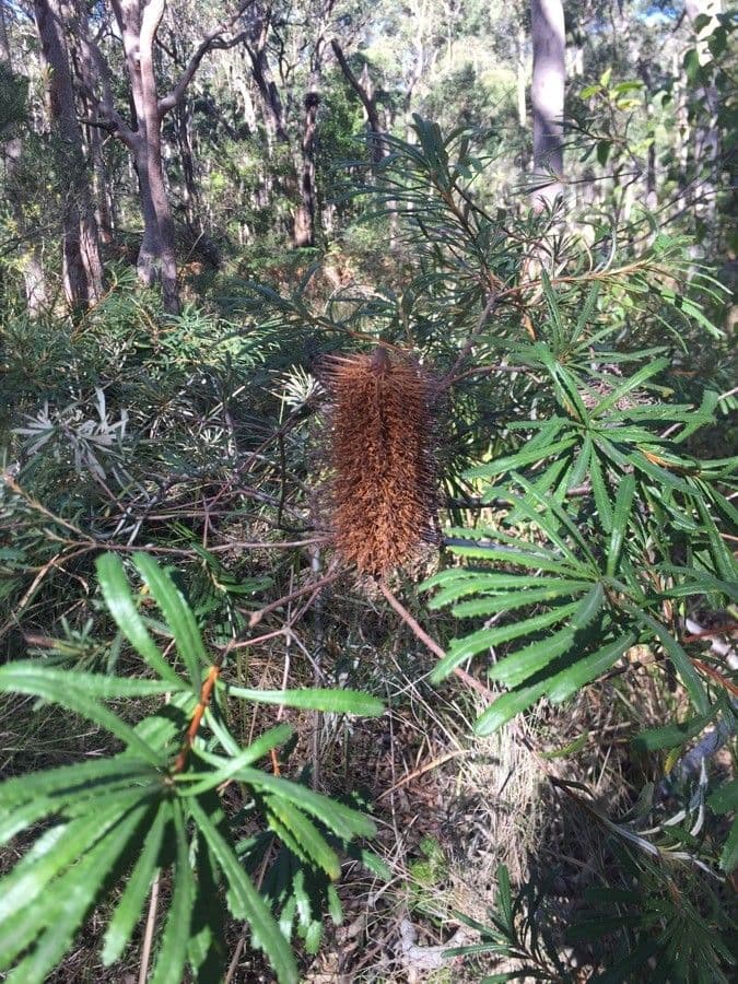 Banksia 13