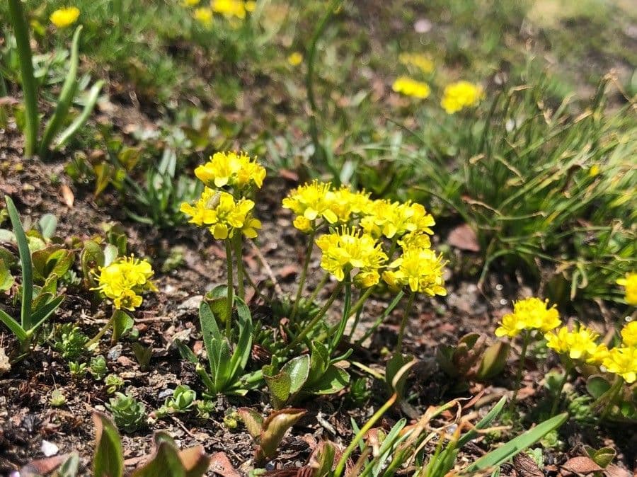Draba 3