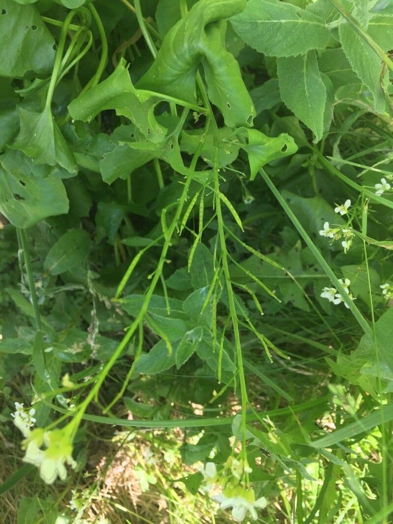 Gadia asarifolia 3