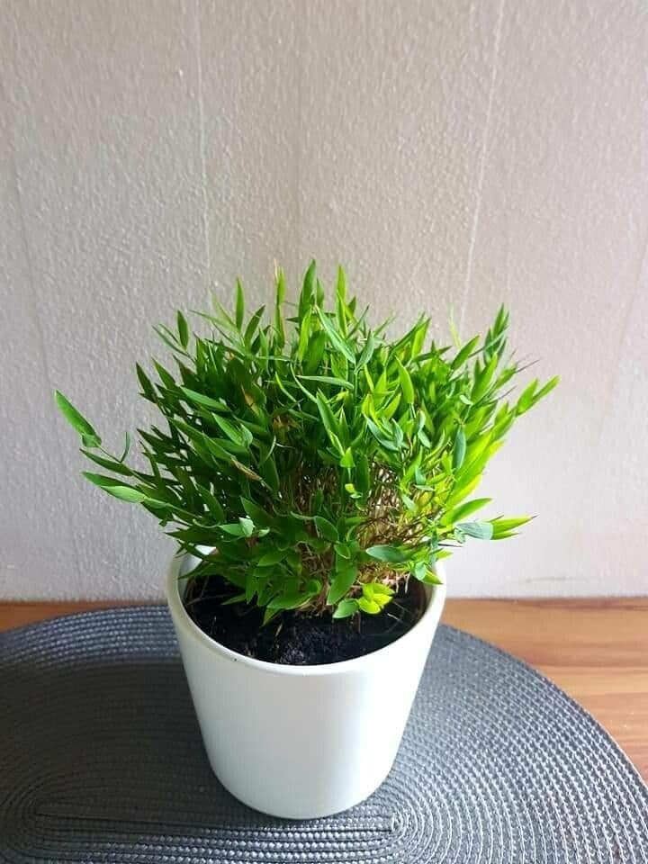 Pogonatherum 9