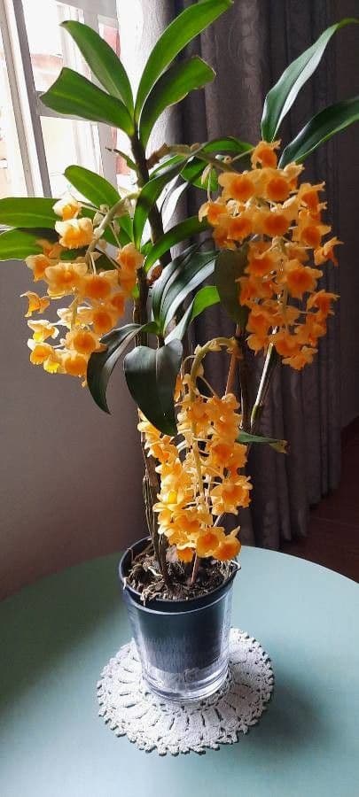 Dendrobium