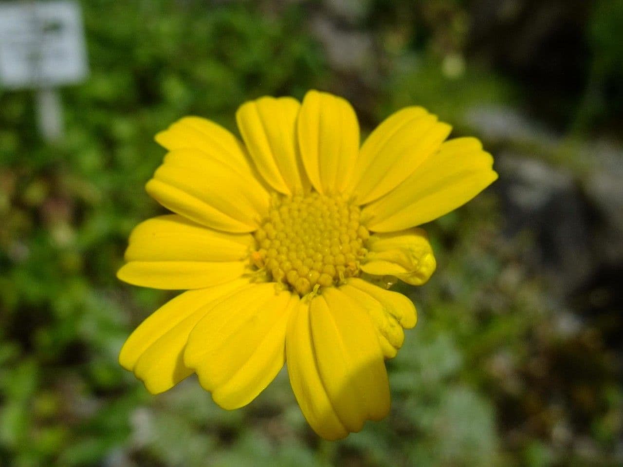 Camomilla 4