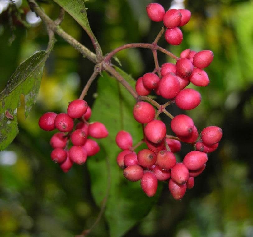 Ixora nicaraguense 2