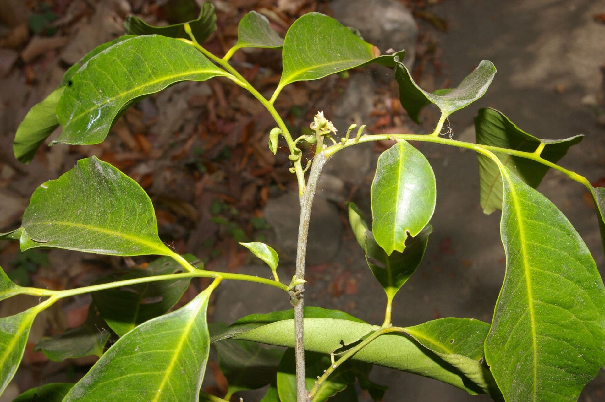 Trichilia 9