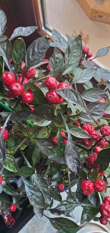 Alternanthera Brasiliana 2