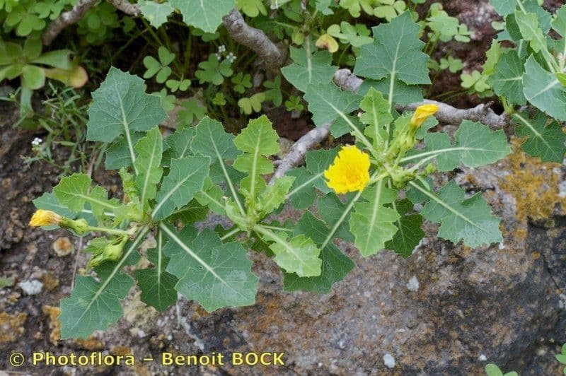 Lechuga 2