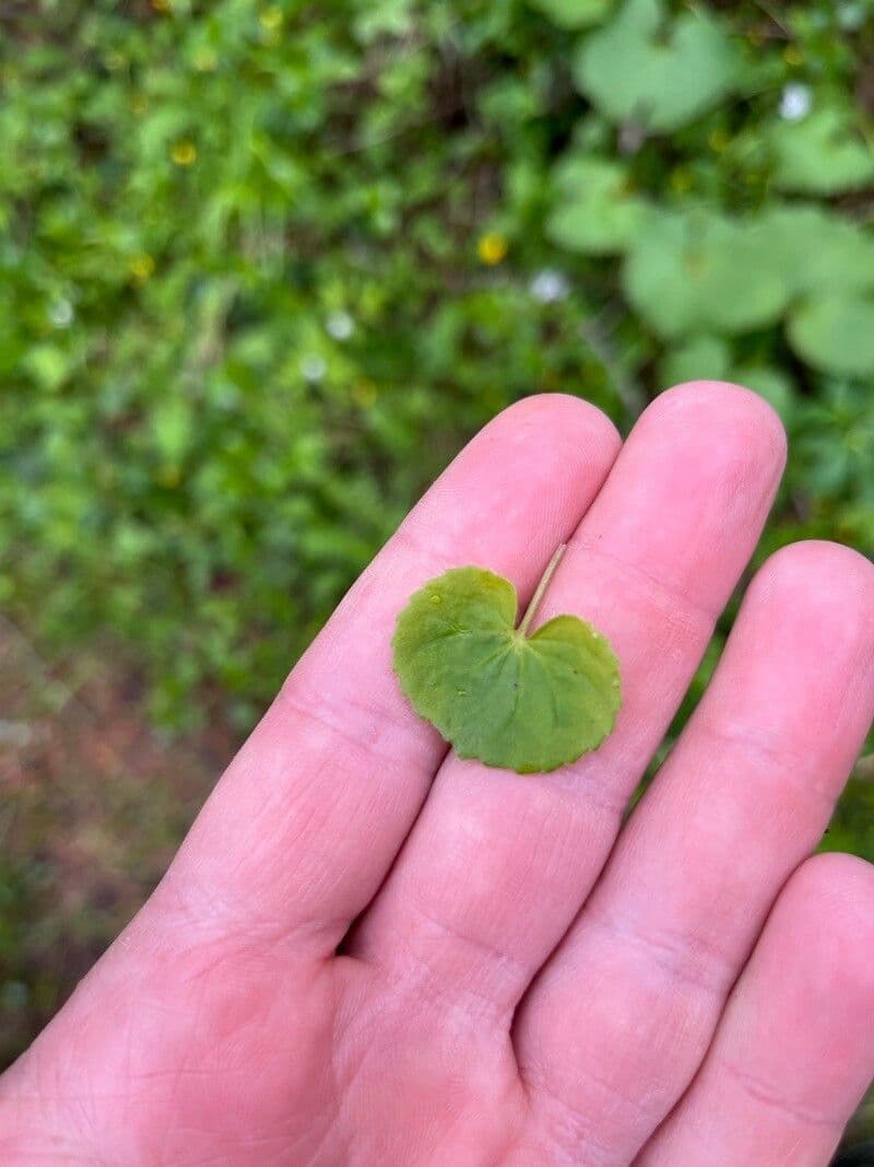 Viola biflora 18