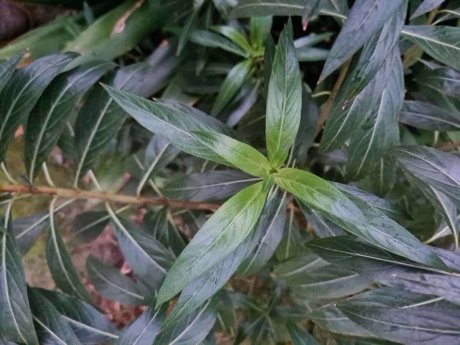 Lobelia lassiflora 20