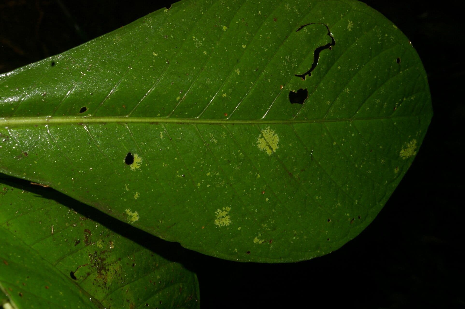 Ardisia 14