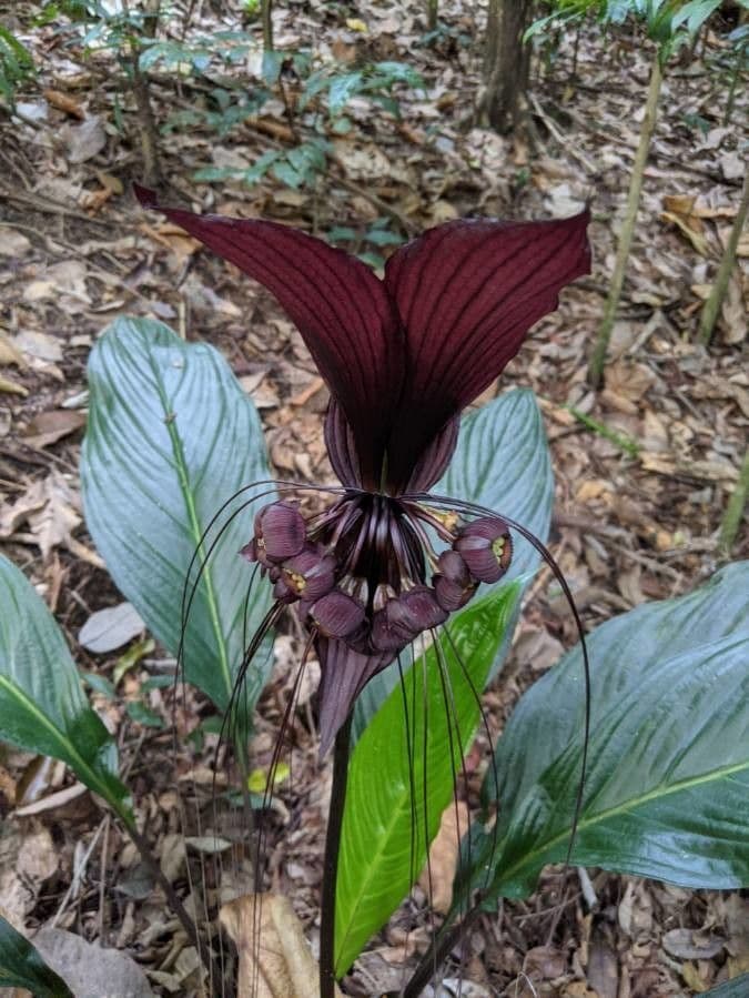 Tacca 6