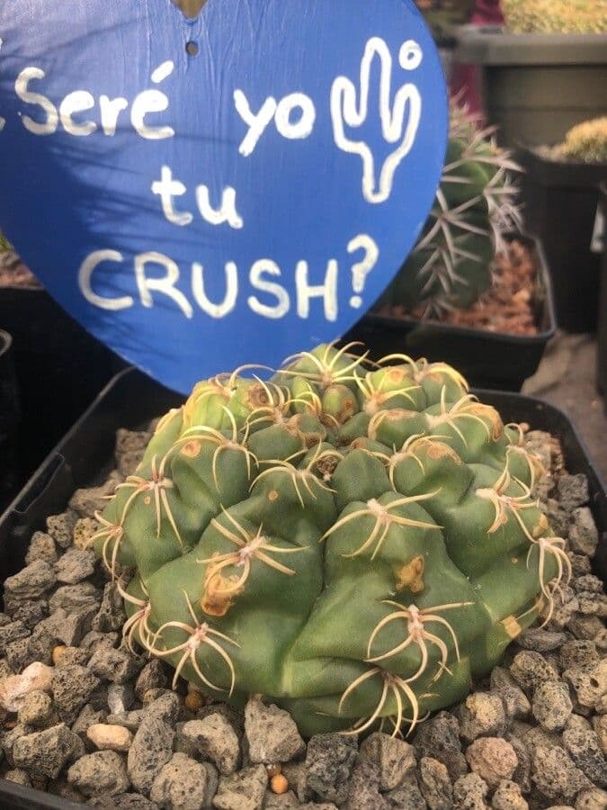 Cactus ragno 4