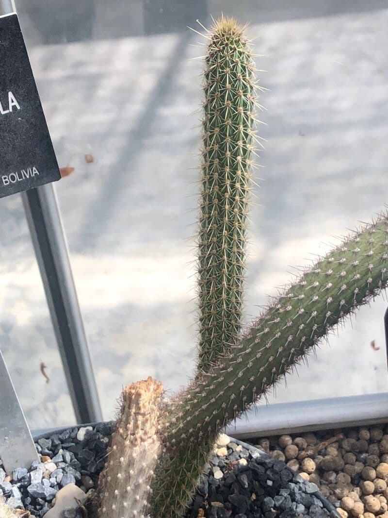 Cleistocactus 3