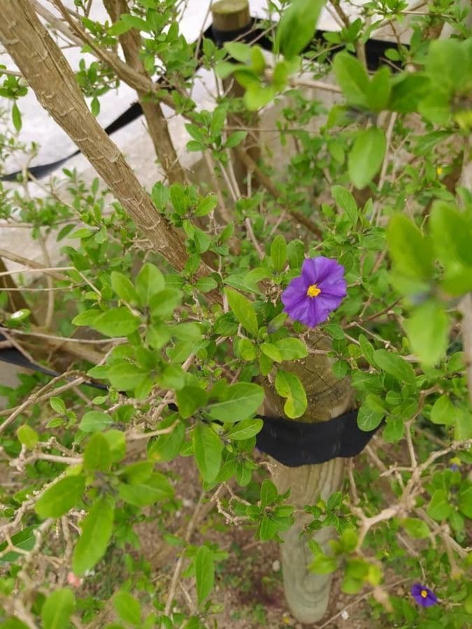 Lycianthes 26
