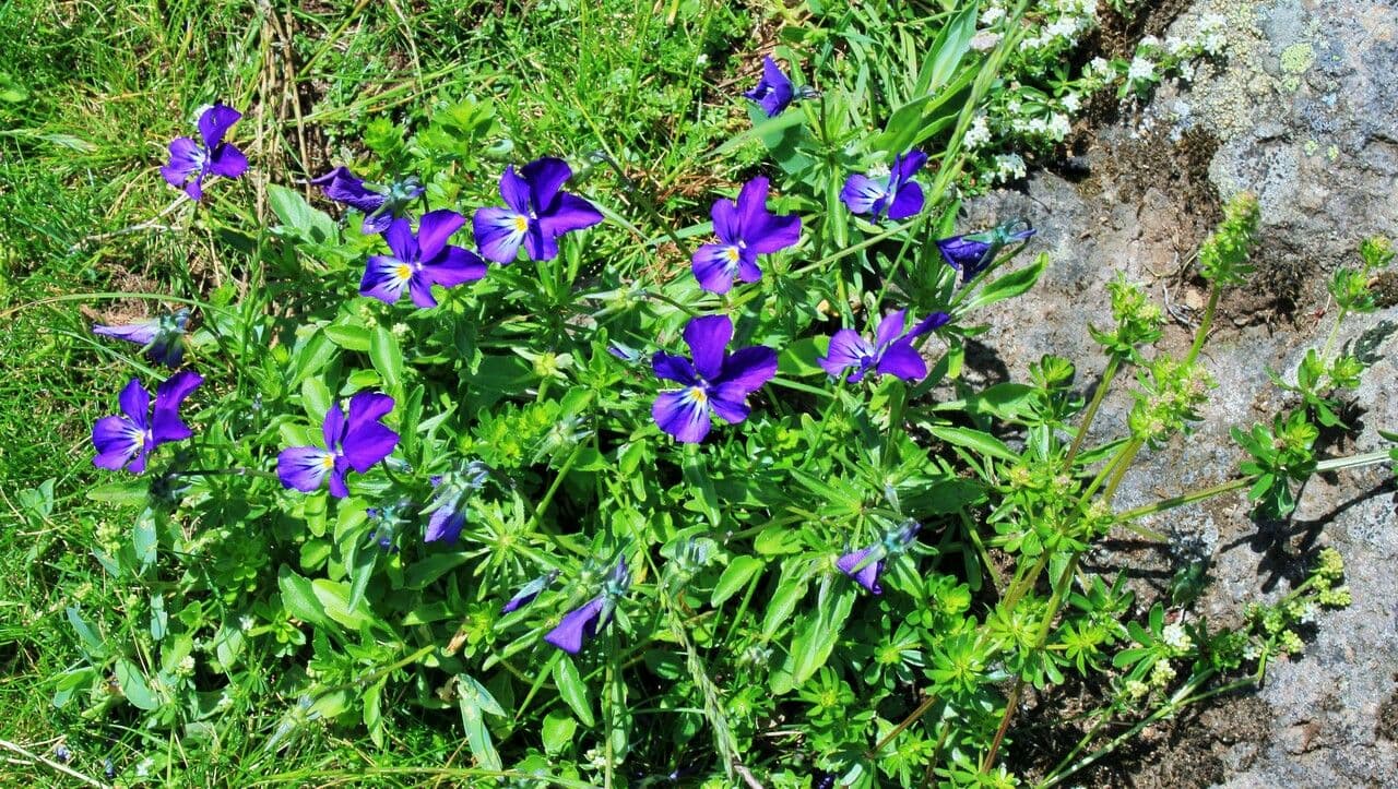 Viola gialla 24