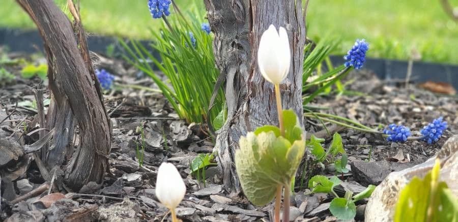 Sanguinaria 5