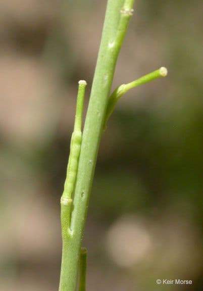Senape ruca 24