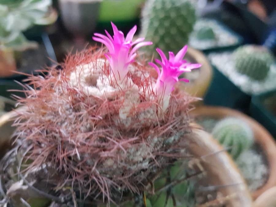Melocactus 6
