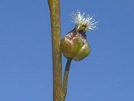 Giuncastrello palustre 7