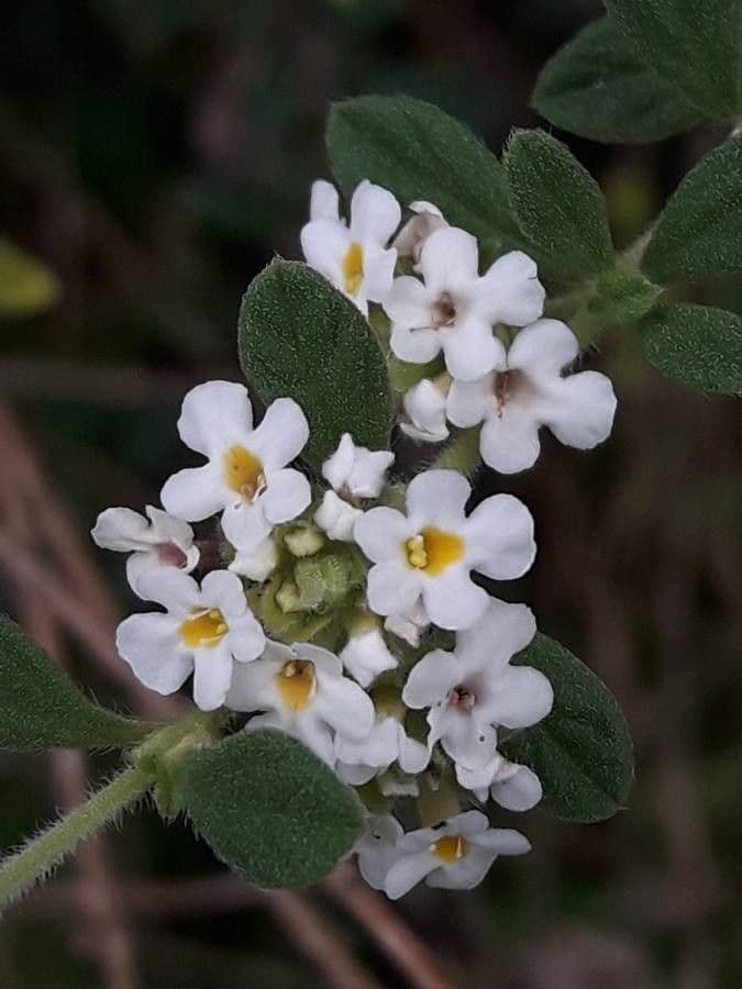 Puerto-Rico-Oregano 2