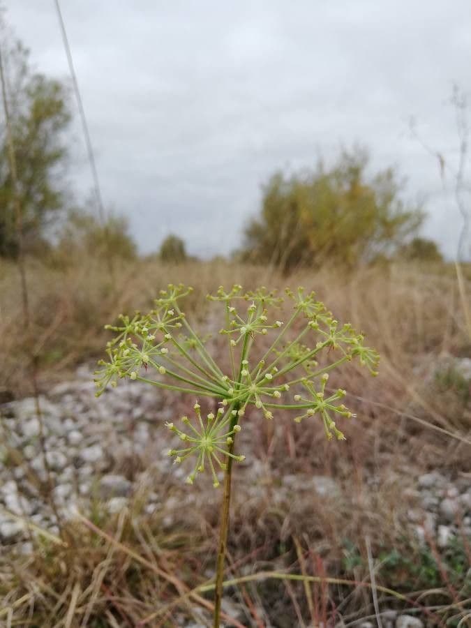 Sagapeno 8