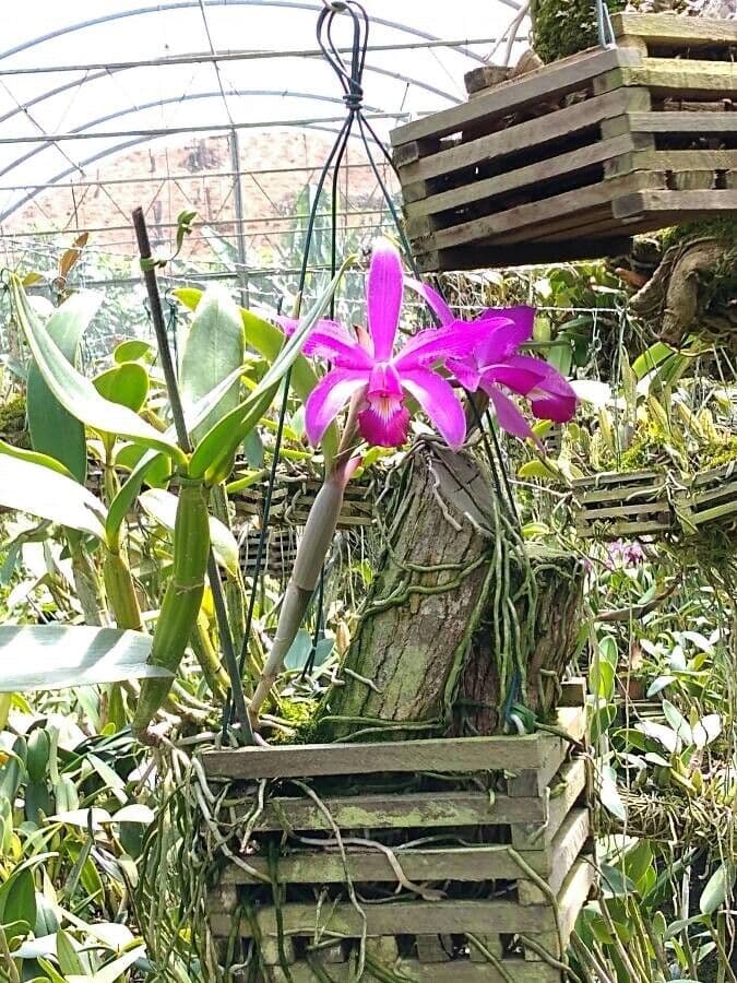 Cattleya viola 5