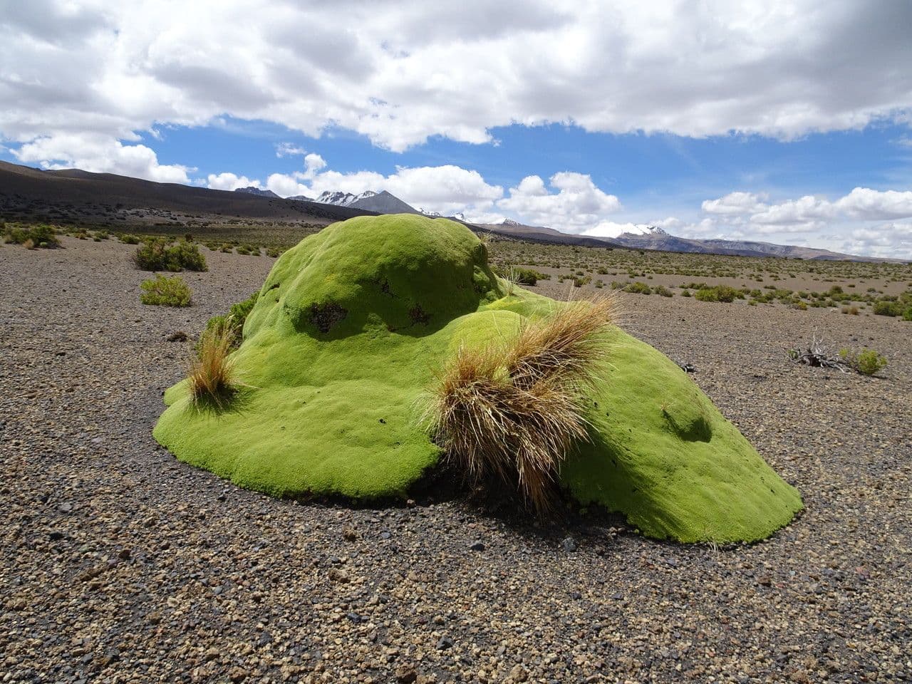 Azorella 8