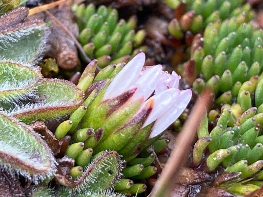 Xenophyllum 4