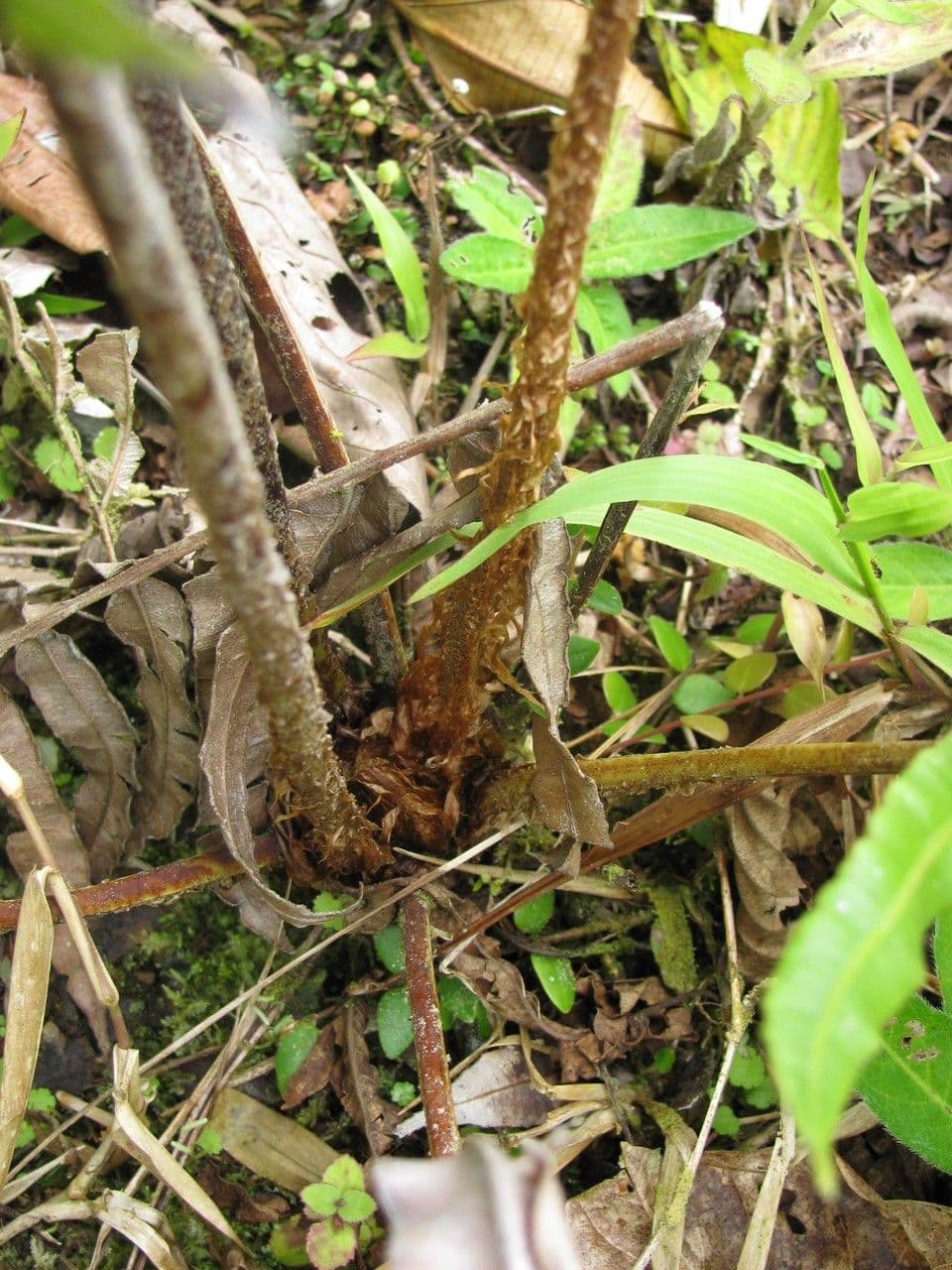 Blechnum 6