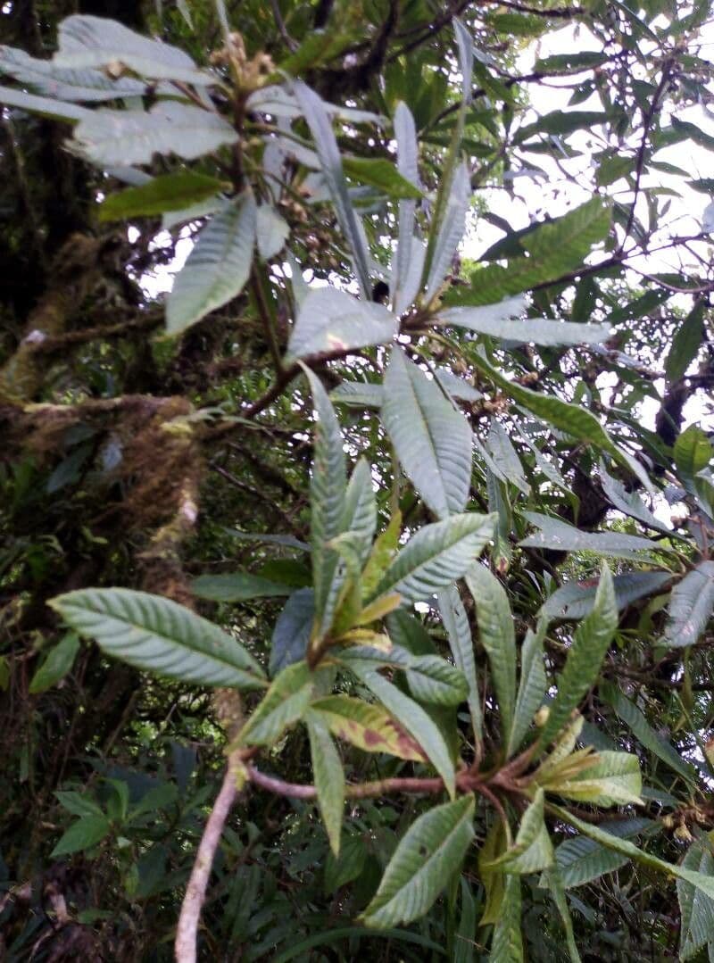 Saurauia 15