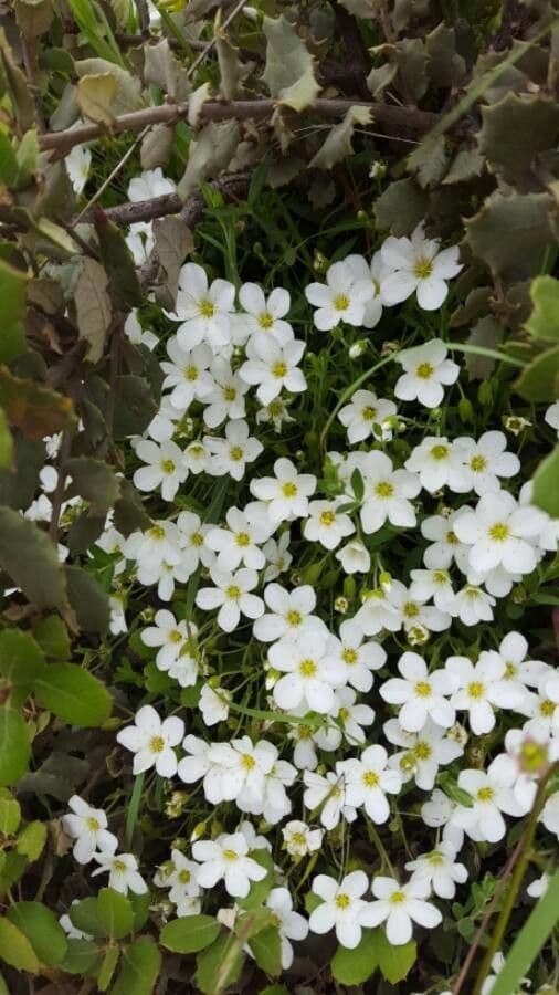 Houstonia azzurra 2