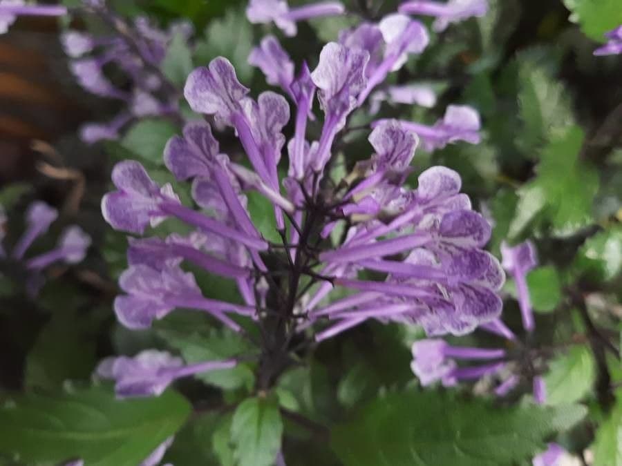Plectranthus 2