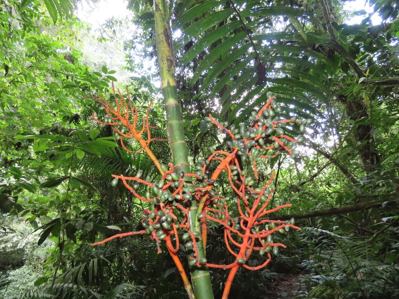 Palma tepejilote 4