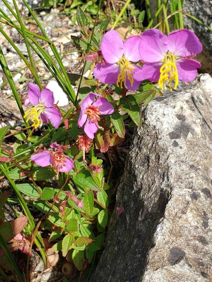 Rhexia virginica 16