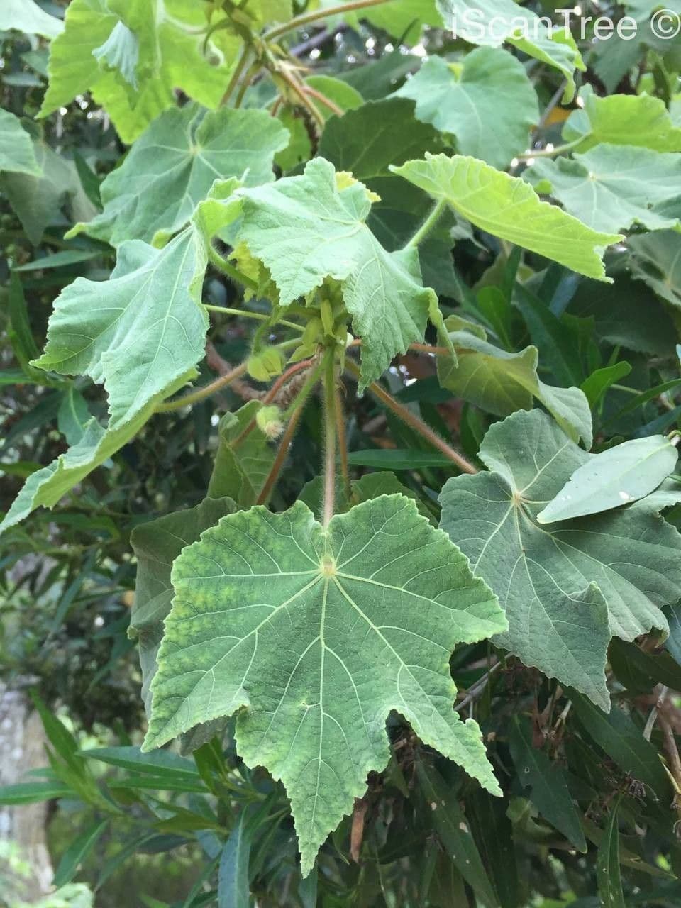 Dombeya burgessiae 16
