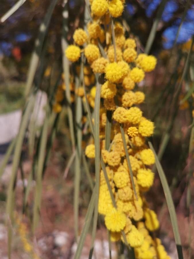 Acacia saligna 10