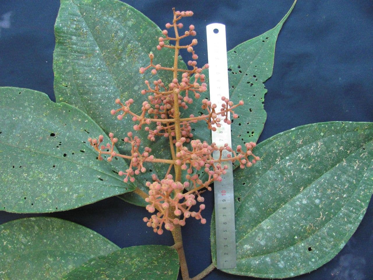 Miconia 6