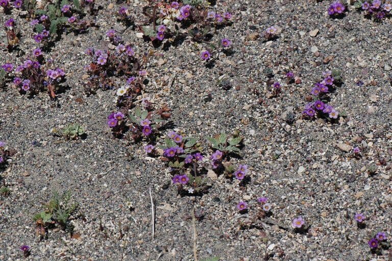 Phacelia 6