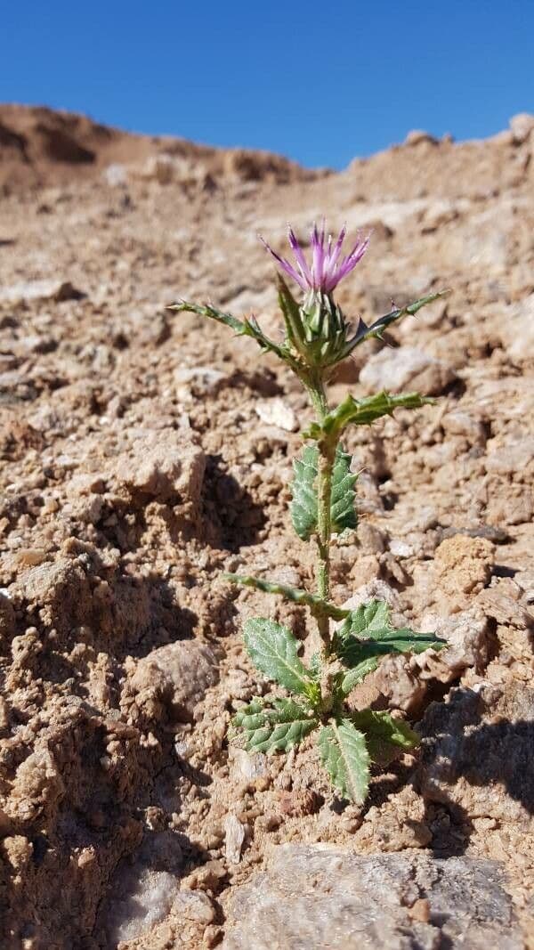 Cardo argentato 2