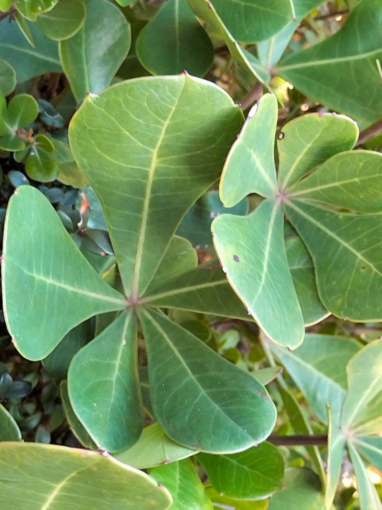 Cussonia 3