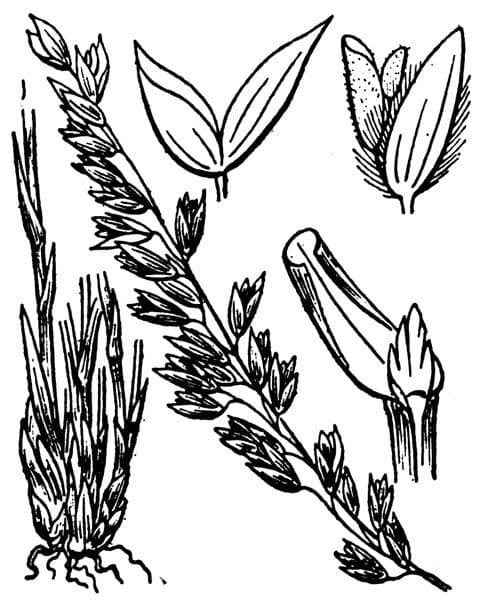 Mélique améthyste 18