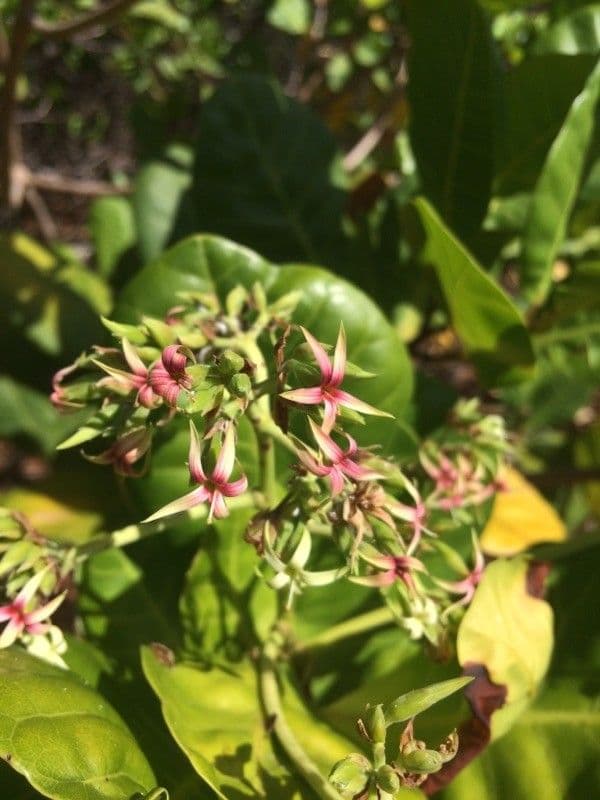 Anacardio 6