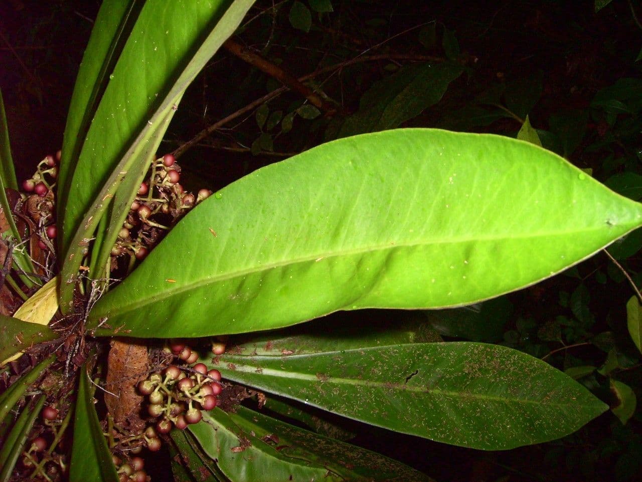 Badula 14