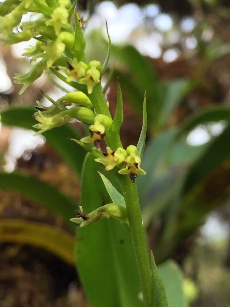 Benthamia 5