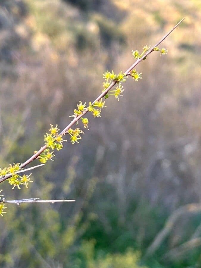 Flueggea tinctoria 9