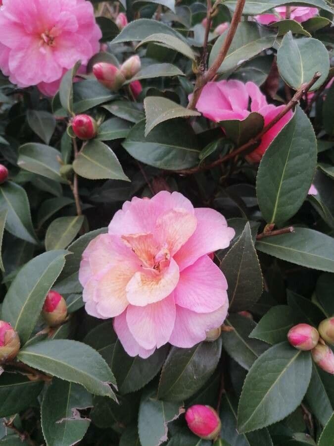 Camelia 3