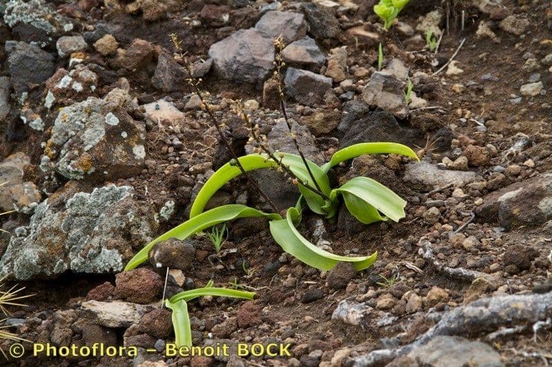 Scilla 20